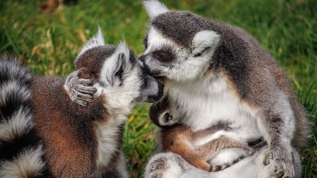 Ring tailed lemur parents look at their newborn hanging onto the females chest as they sit in grass