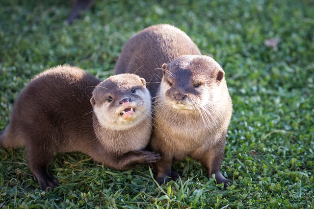 Two otters stand in wet grass