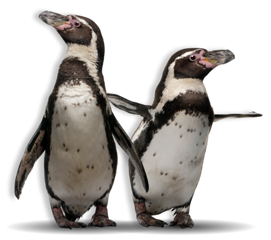 Two Humboldt penguins with their flippers stretched out against transparent background 