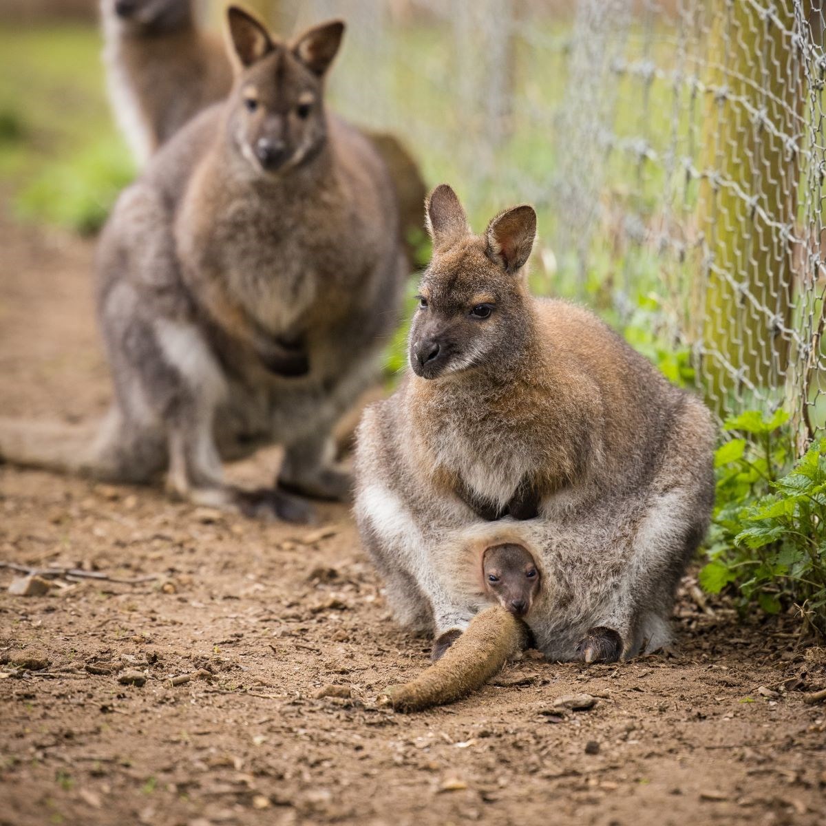 Image of square wallabies