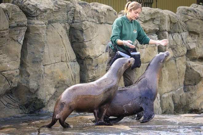 Keeper feeds two sea lions during demonstration