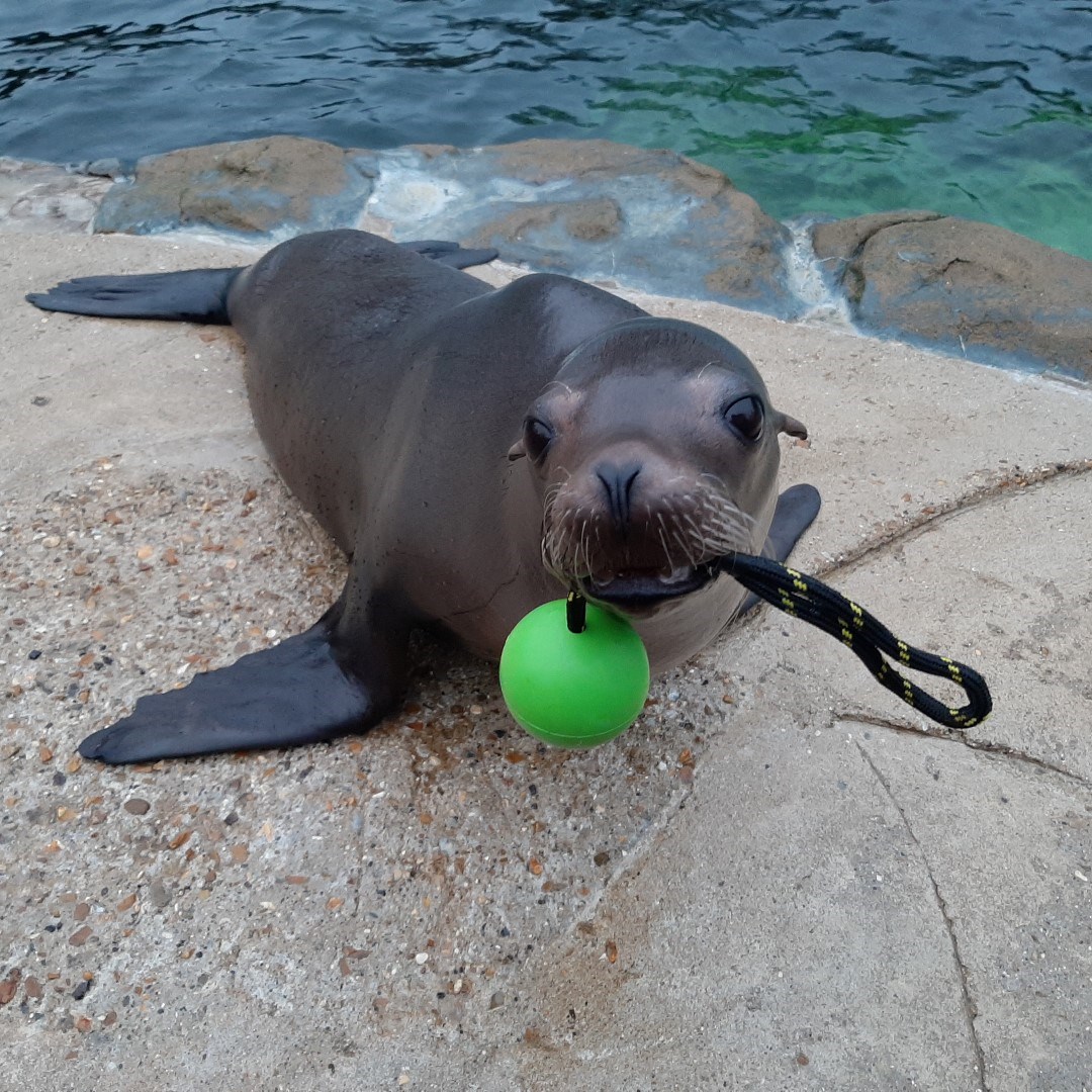 A California sea lion at Woburn Safari Park using some ball and rope enrichment