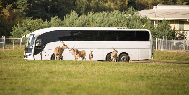 Image of coach and antelopes 3