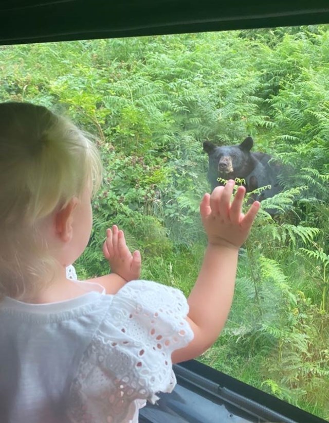 Toddler placing hands on car window glass with black bear outside window sitting in green bushes 