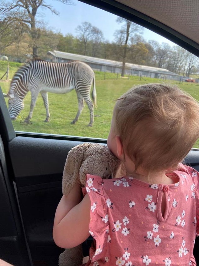 Toddler holds stuffed bunny toy and looks out car window at zebra grazing in road safari  