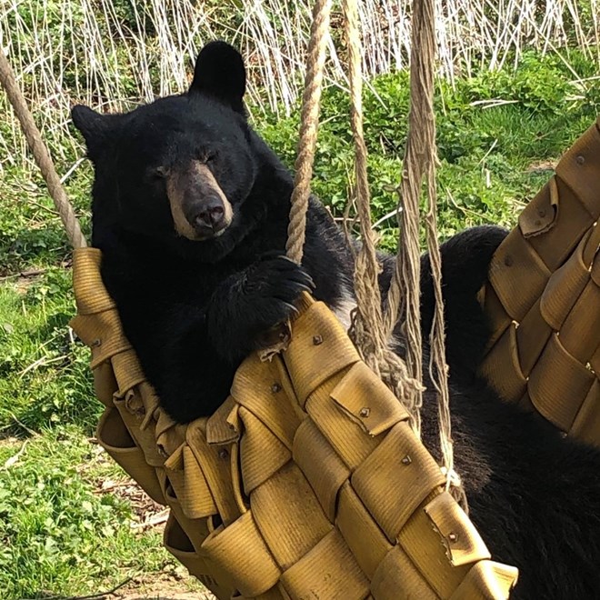 A North American black bear lies back in a firehose hammock enrichment item at Woburn Safari Park