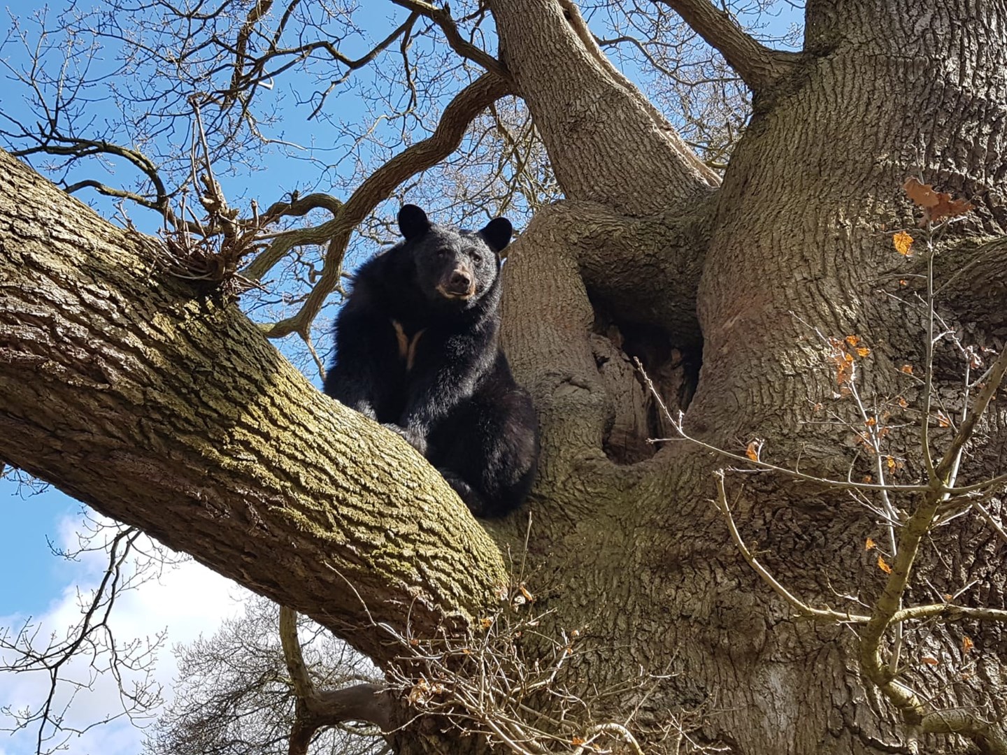 Indiana the North American black bear sits in the sun on a large tree branch at Woburn Safari Park