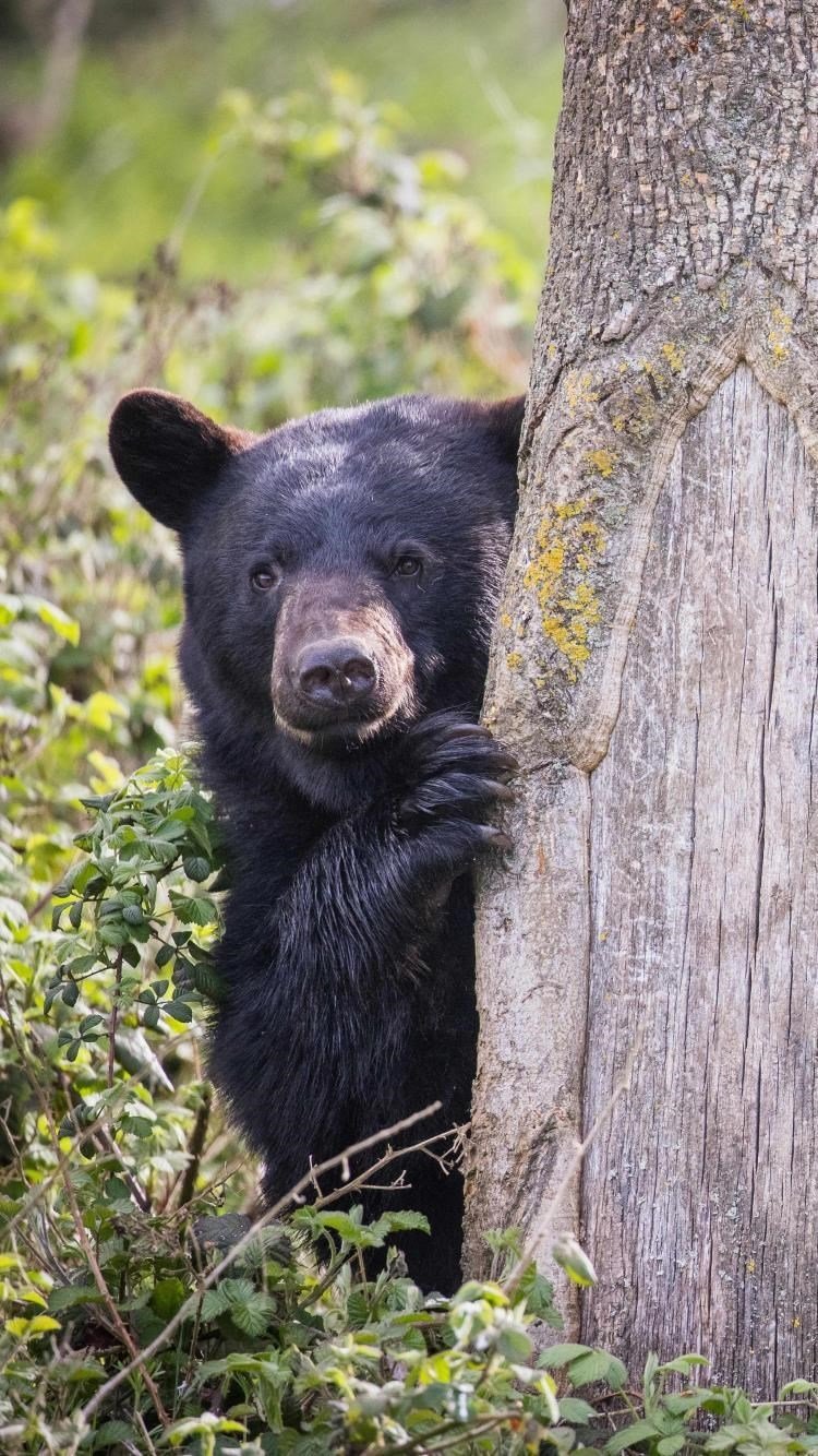 North American Black Bear Cub peers out from behind a tree 