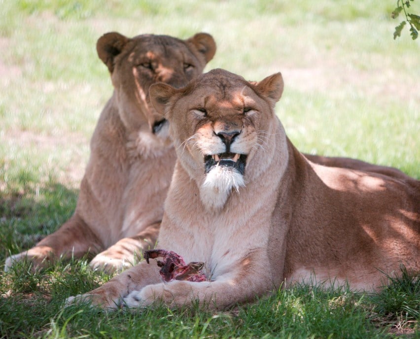 Two lions lay on the grass eating meat