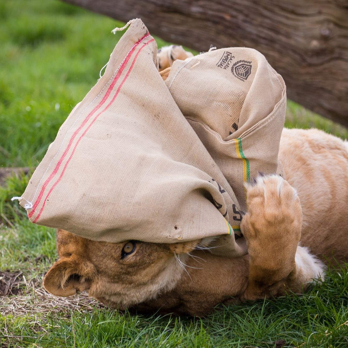 African Lioness plays with and peeks out from behind brown sack 