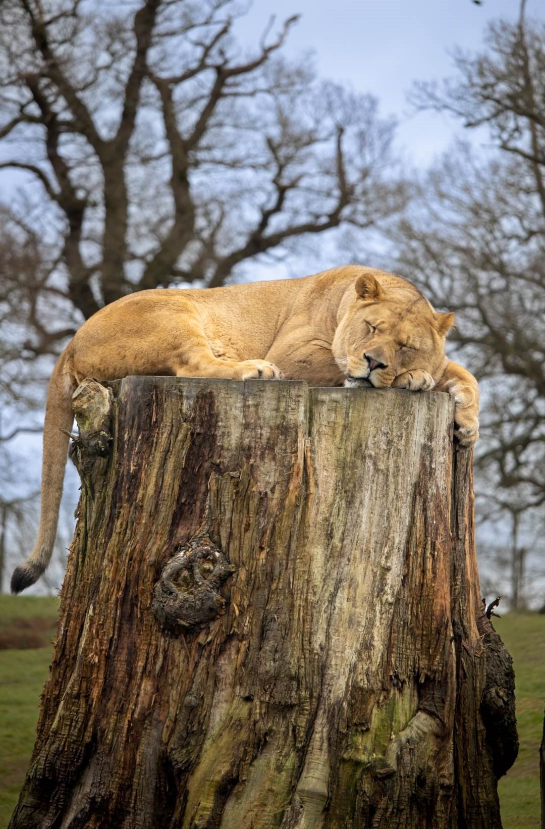 Image of wsp lion sleeping on log march 2023 pr lowres