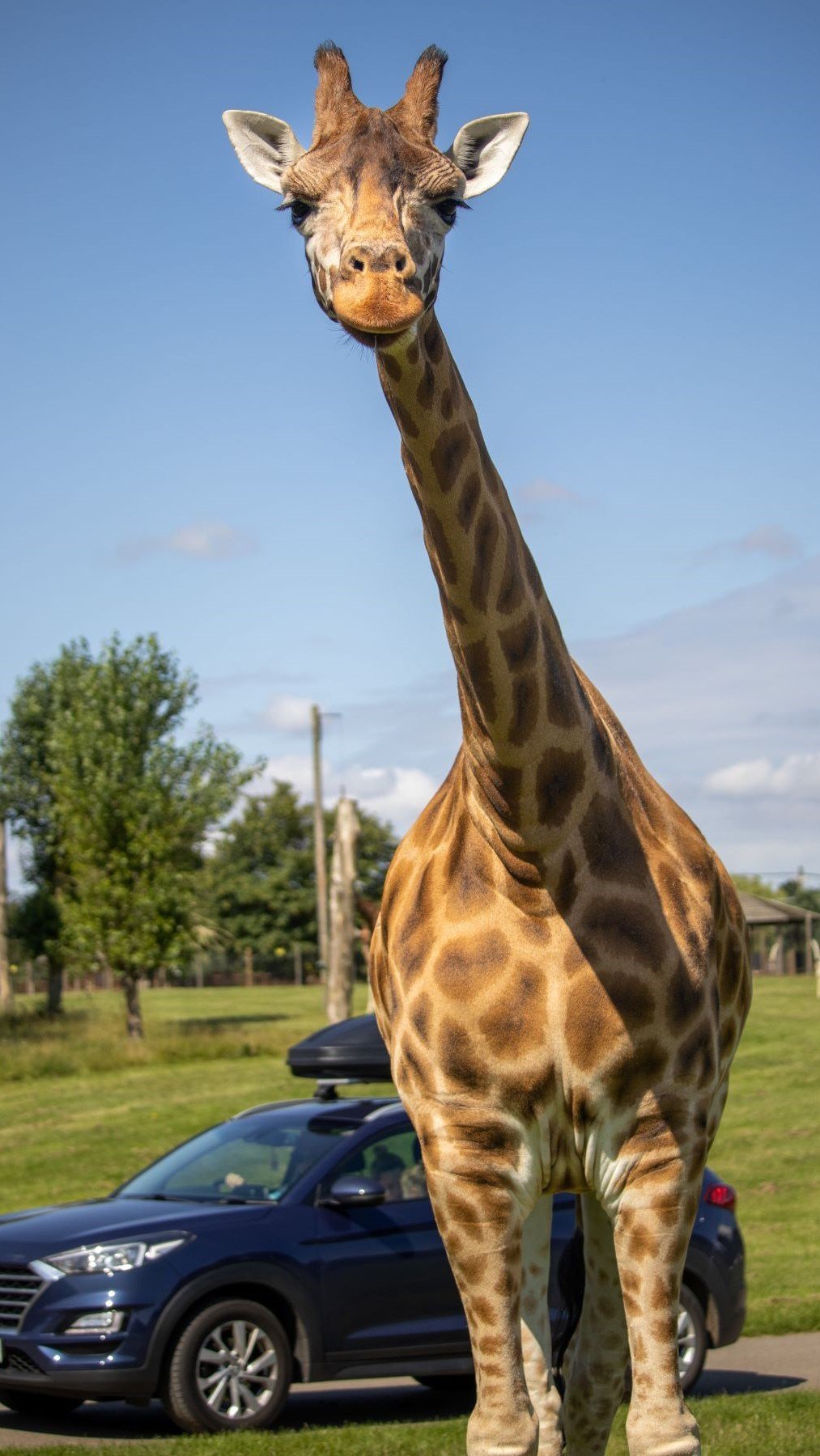 Image of giraffe and car portrait lowres