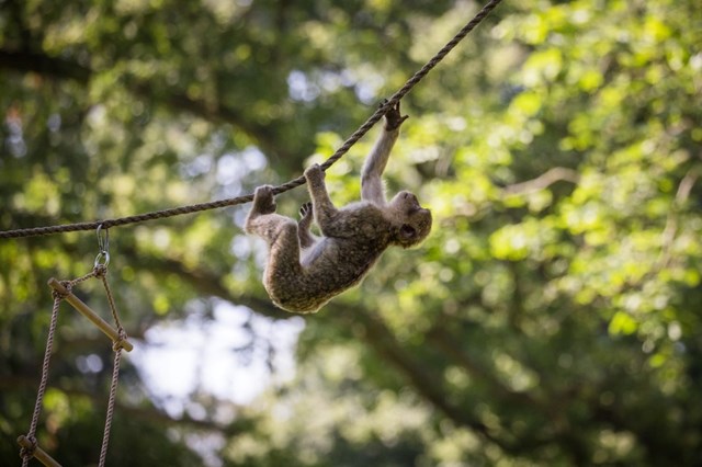 Monkey climbs up suspended rope upside down with trees in the background