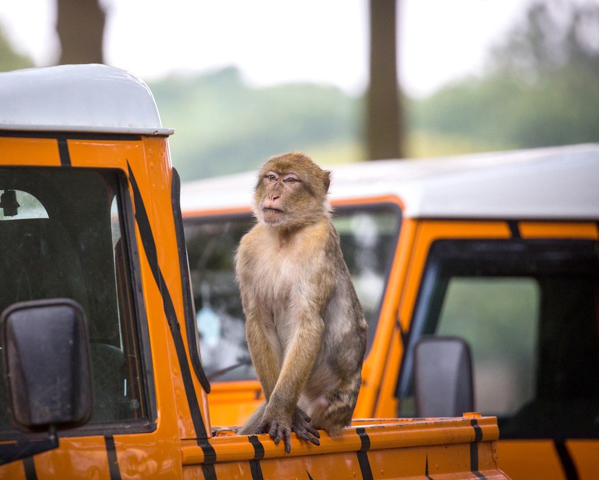 Monkey looks off into distance while sat on an orange safari truck