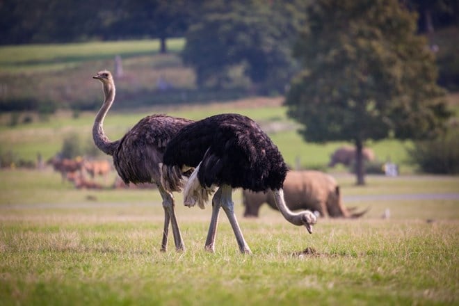 Two ostriches grazing on grass in grassy reserve with rhinos, antelope and trees in the background 
