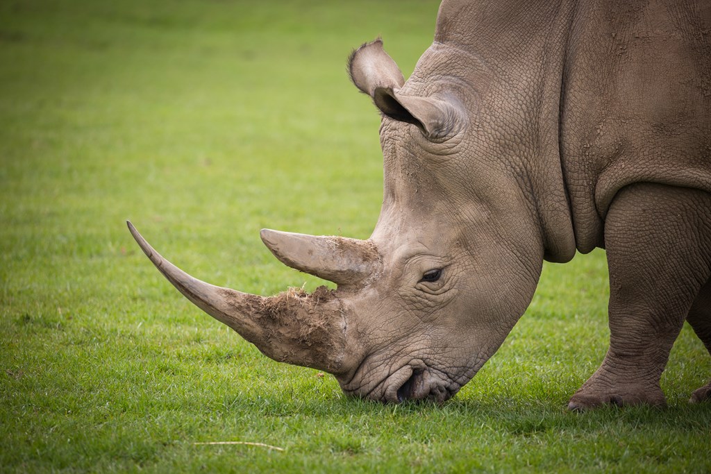 Rhino with large horns grazes in grassy enclosure 