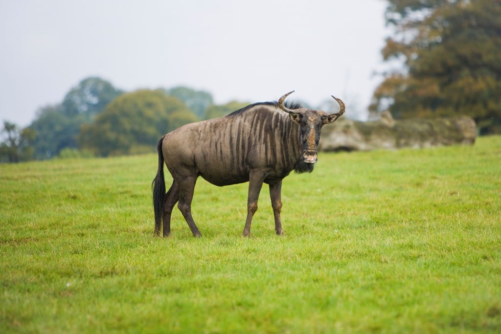 Wildebeest stands in expansive grassy reserve