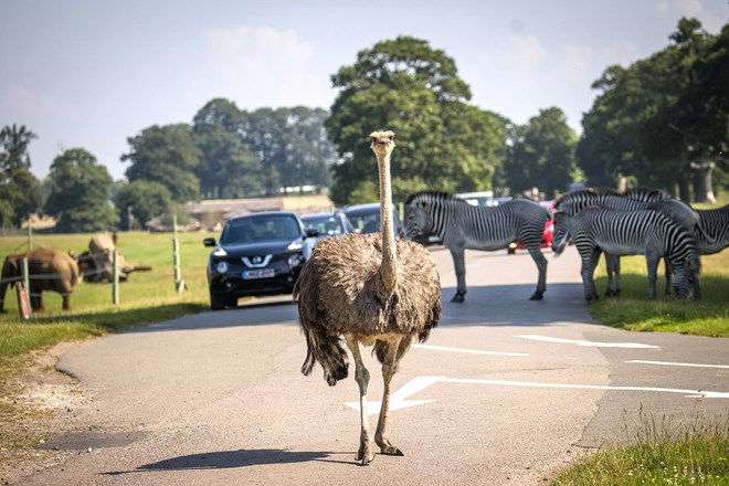 An ostrich stands blocking the road, with cars behind it