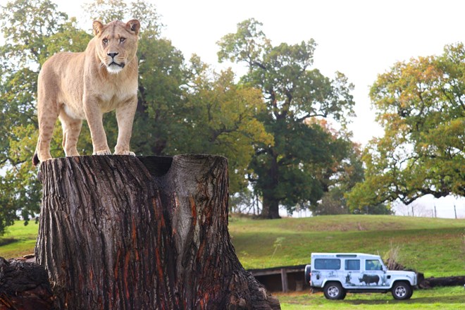Lion on tree stump in front of vip vehicle 