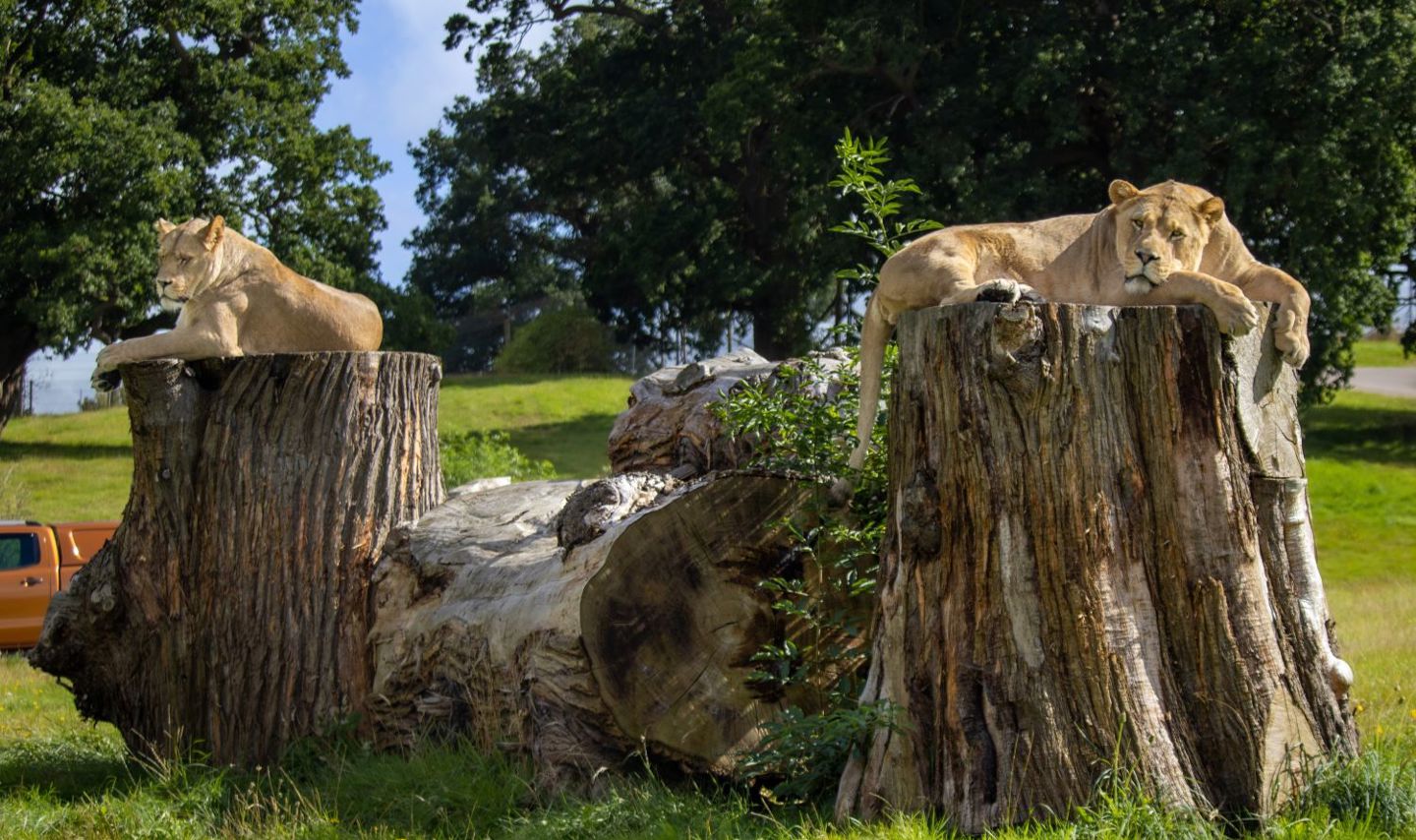 Two lions rest on logs in Woburn Safari Park enclosure