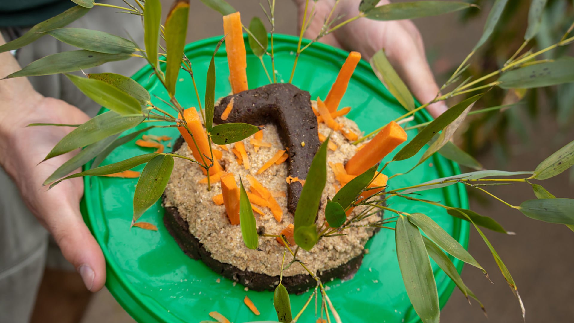 Mali the red panda celebrated her birthday with a 'cake' made of carrots and treats!