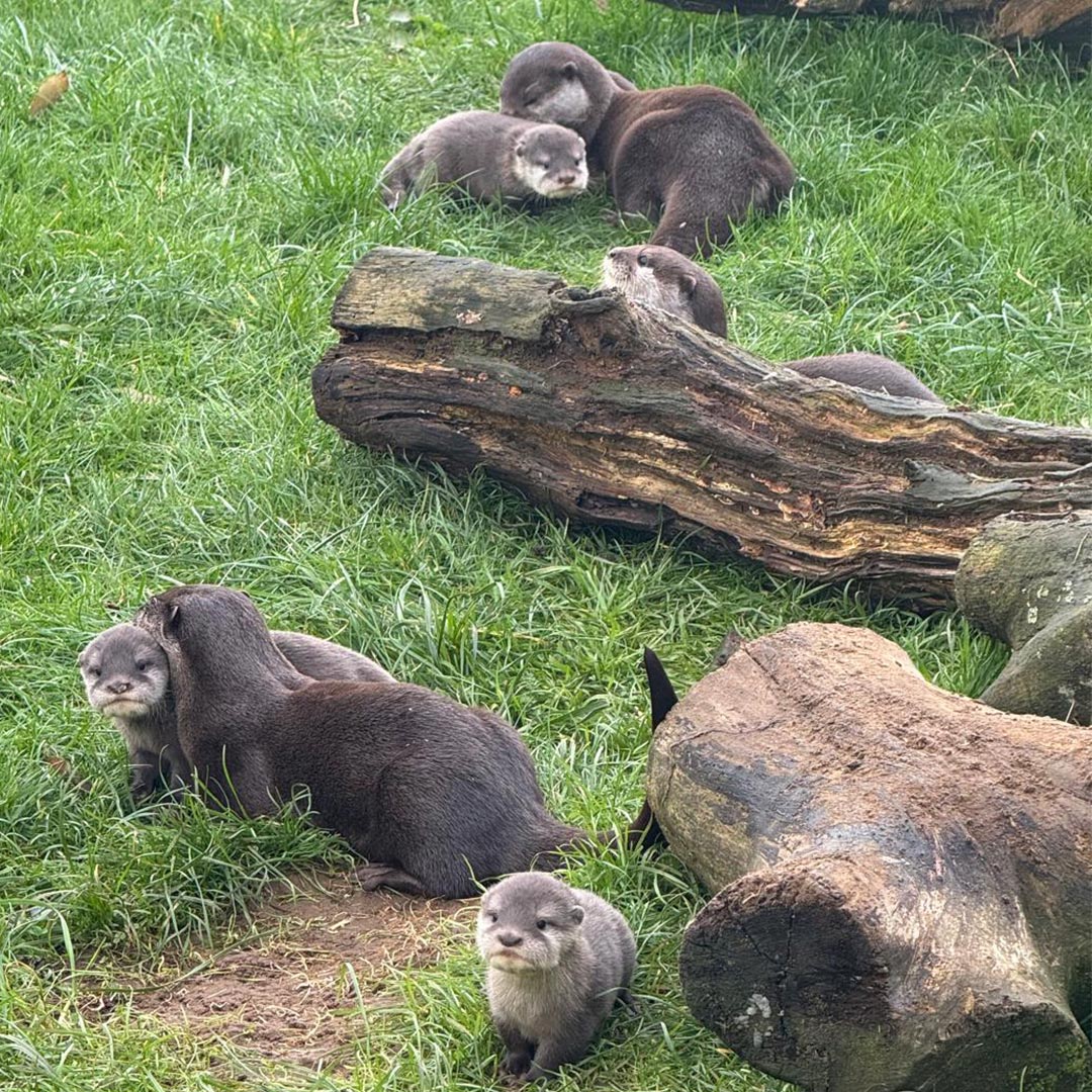 Otter Family 