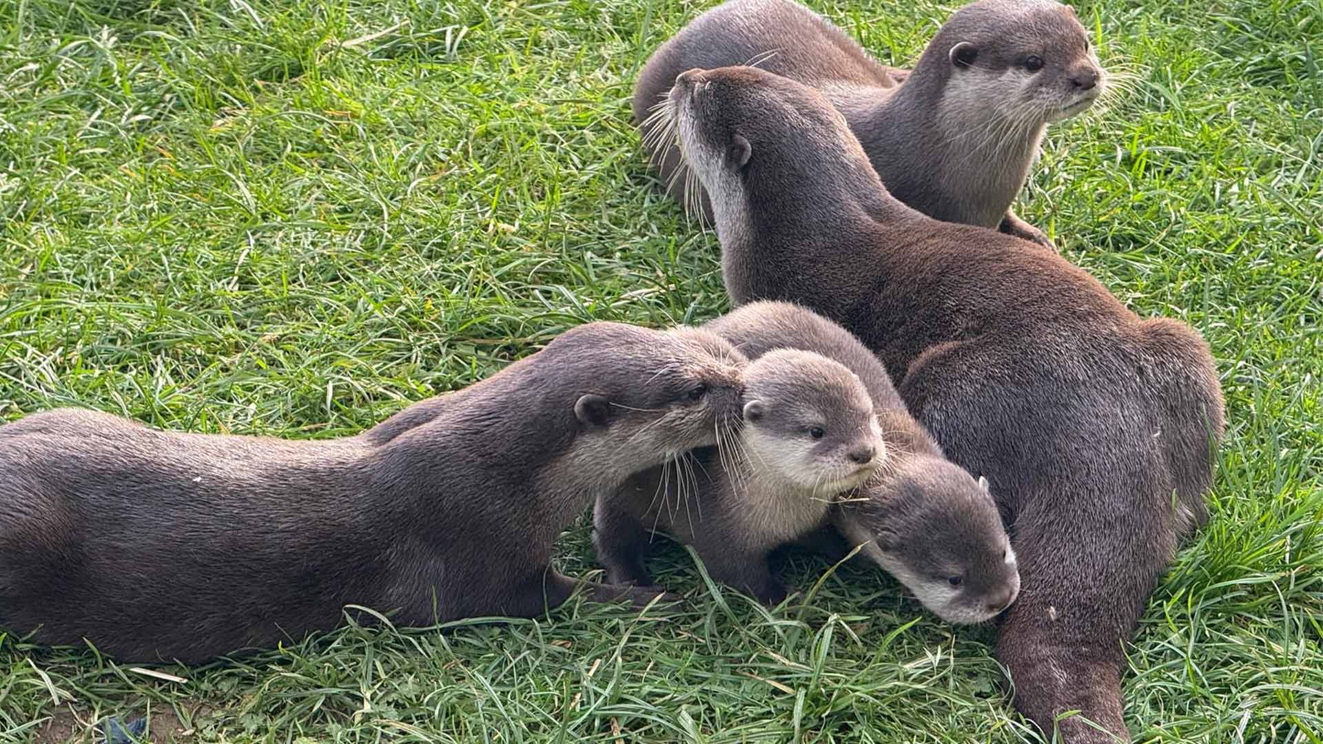 Otter pup kisses 