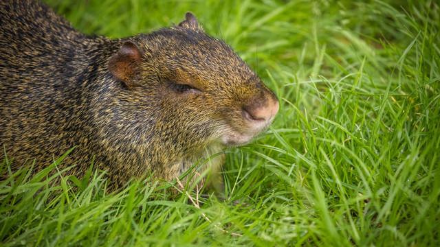 Image of agouti face web 1920x1080 landscape