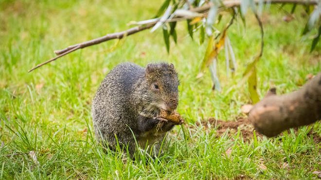 Image of agouti web landscape 1920x1080