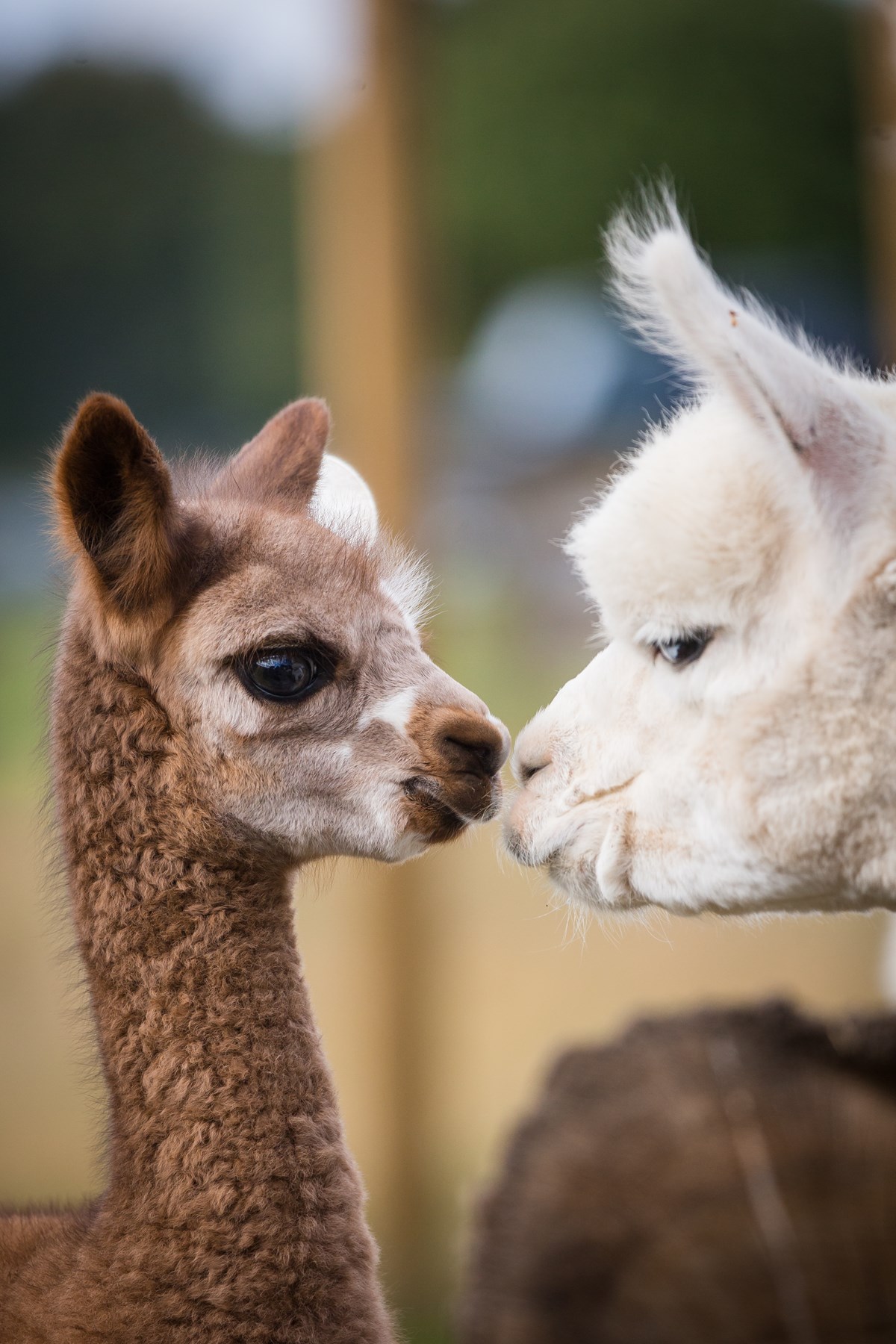 A young alpaca cria greets another  alpaca at Woburn Safari Park