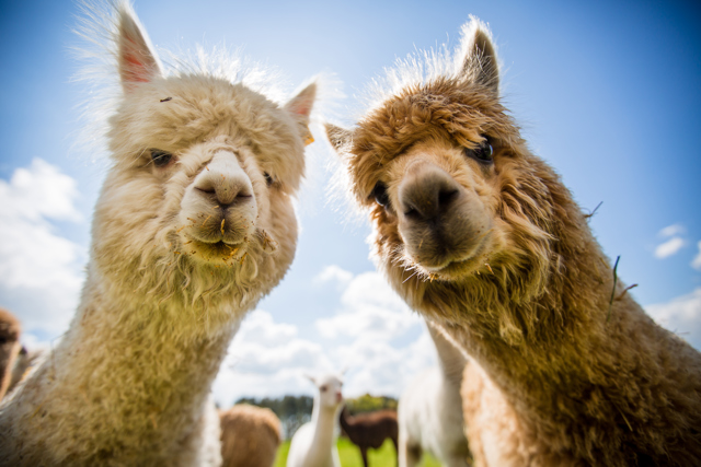 White and brown alpaca look into camera in close up 