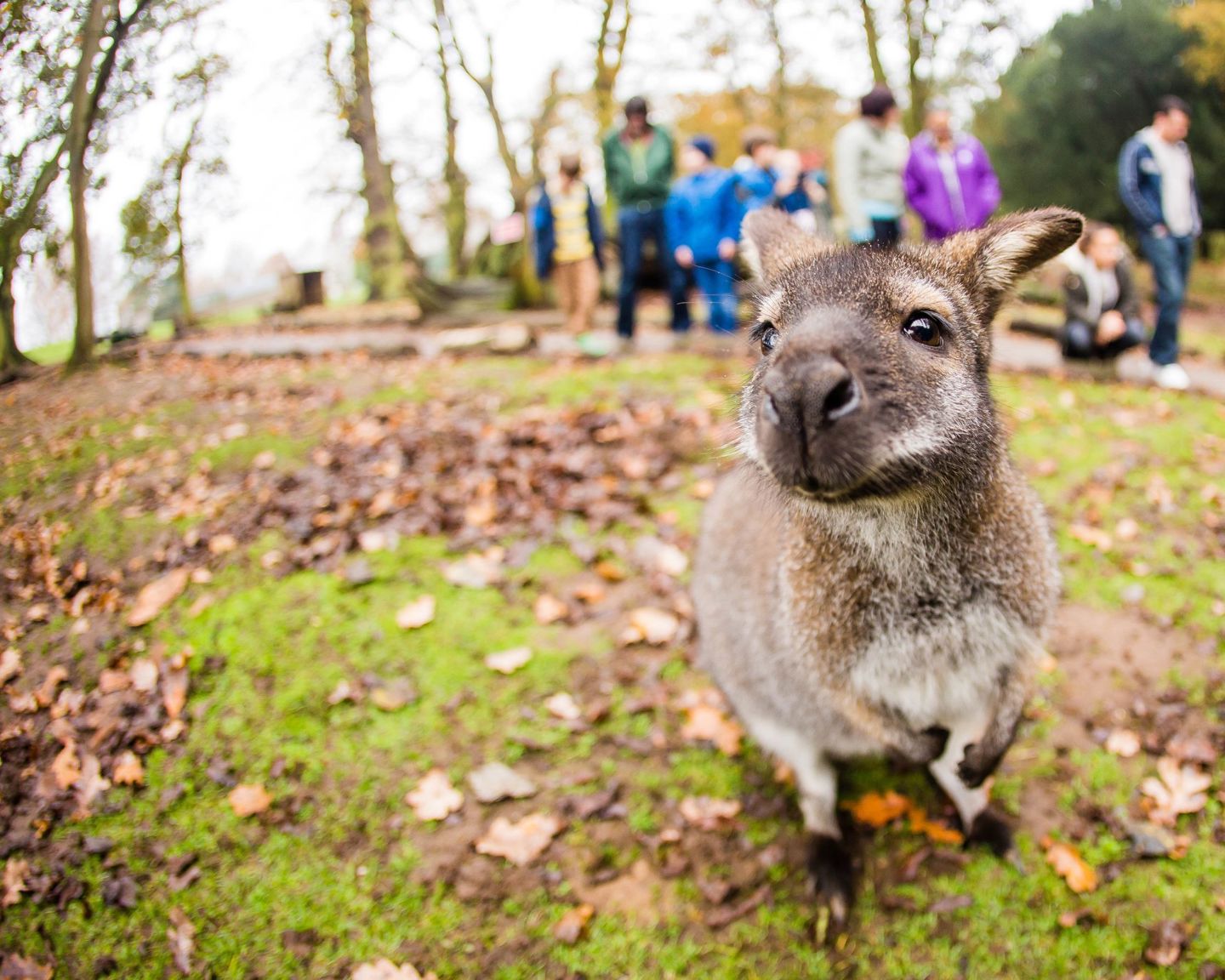 Close up of a wallaby with a group of visitors behind at Woburn Safari Park