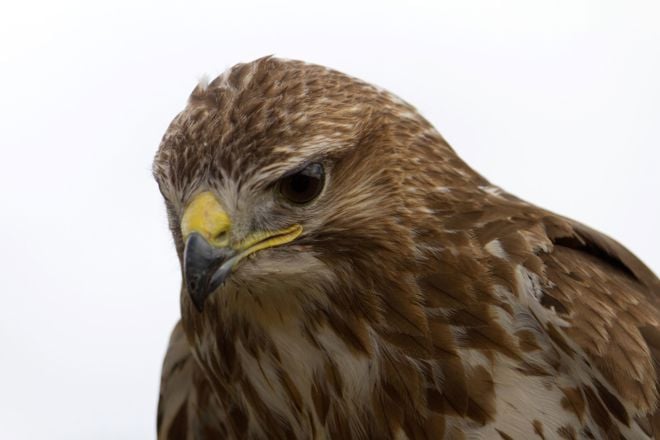 Common Buzzard close up of face