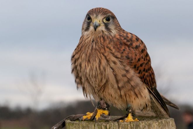 Common kestrel perches on tree stump