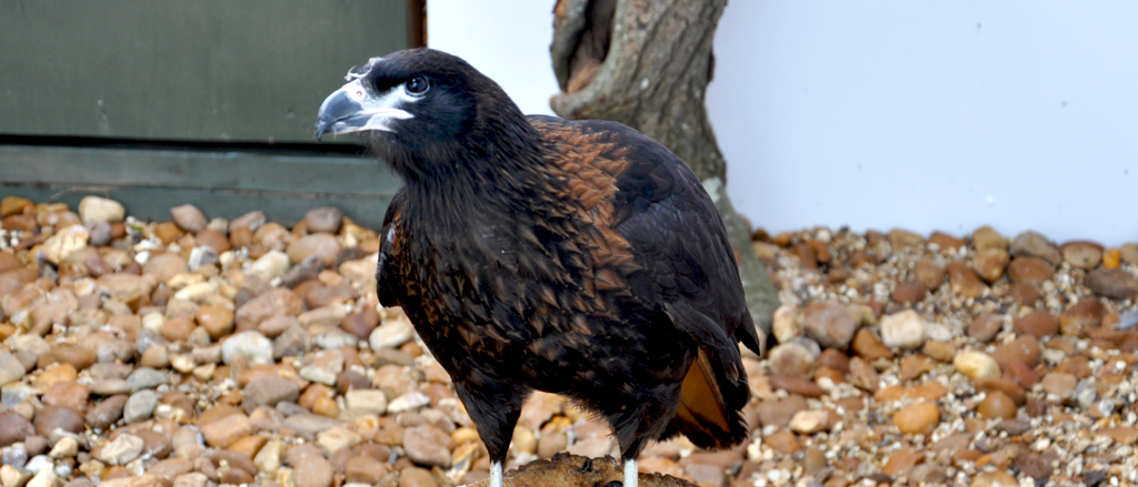 Image of cropped stanley the striated caracara photo