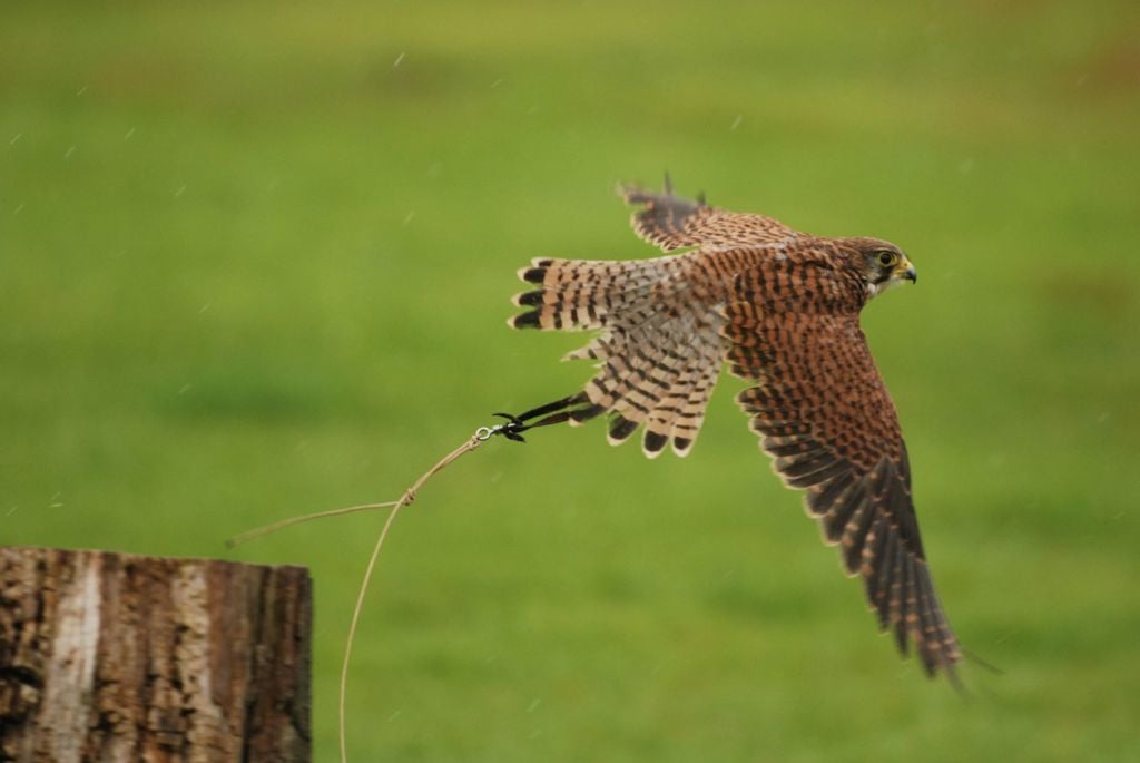 Common kestrel takes flight from tree stump on grass