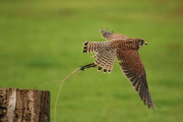 Common kestrel takes flight from tree stump on grass