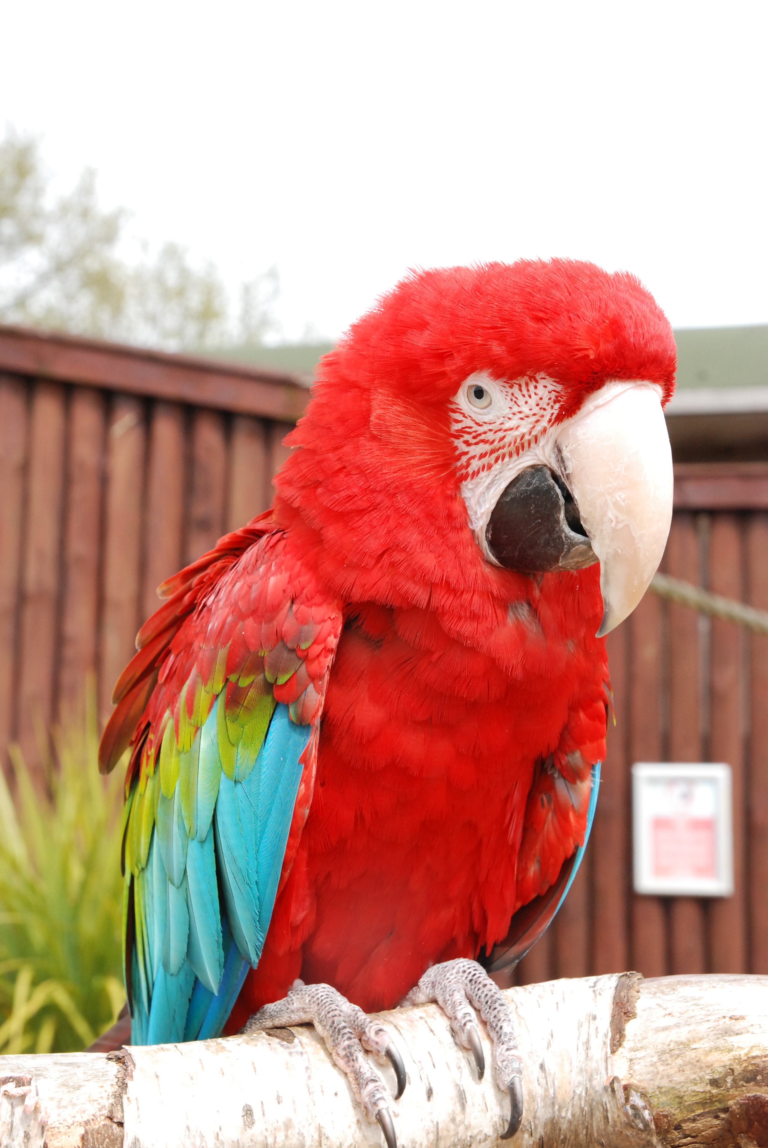 red and green winged macaw