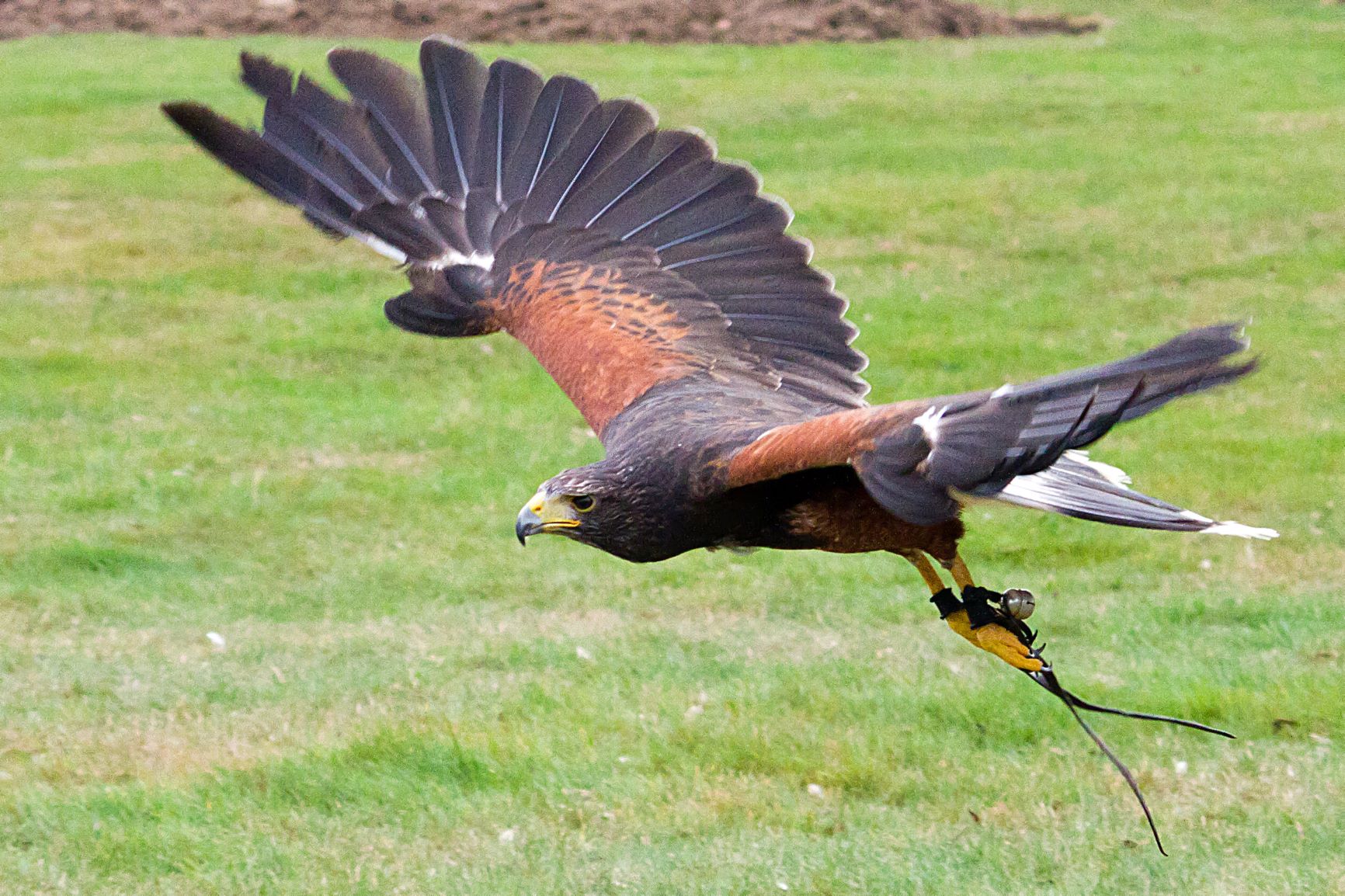 Harris Hawk | Woburn Safari Park