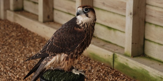 Lanner Falcon perches on small rock