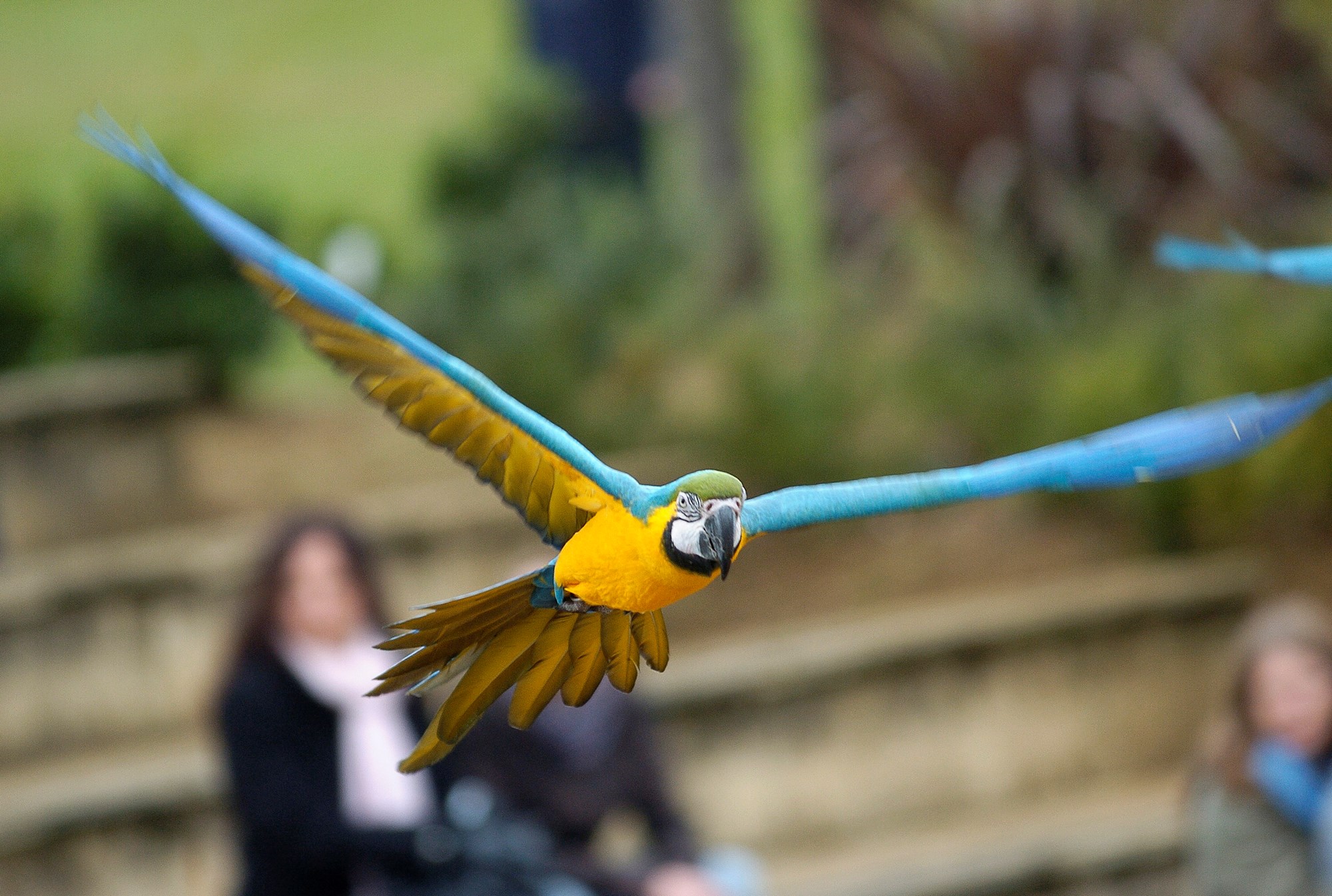 Blue And Gold Macaw Woburn Safari Park