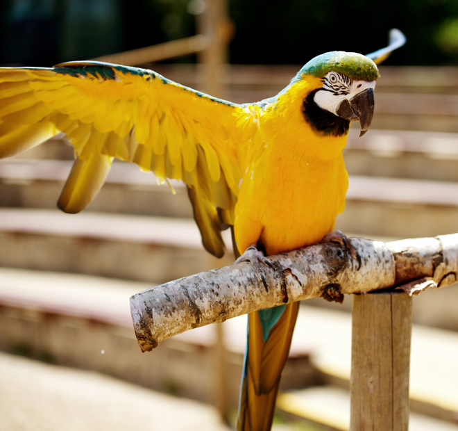 Blue and yellow macaw stretches wings while perched on wooden stand