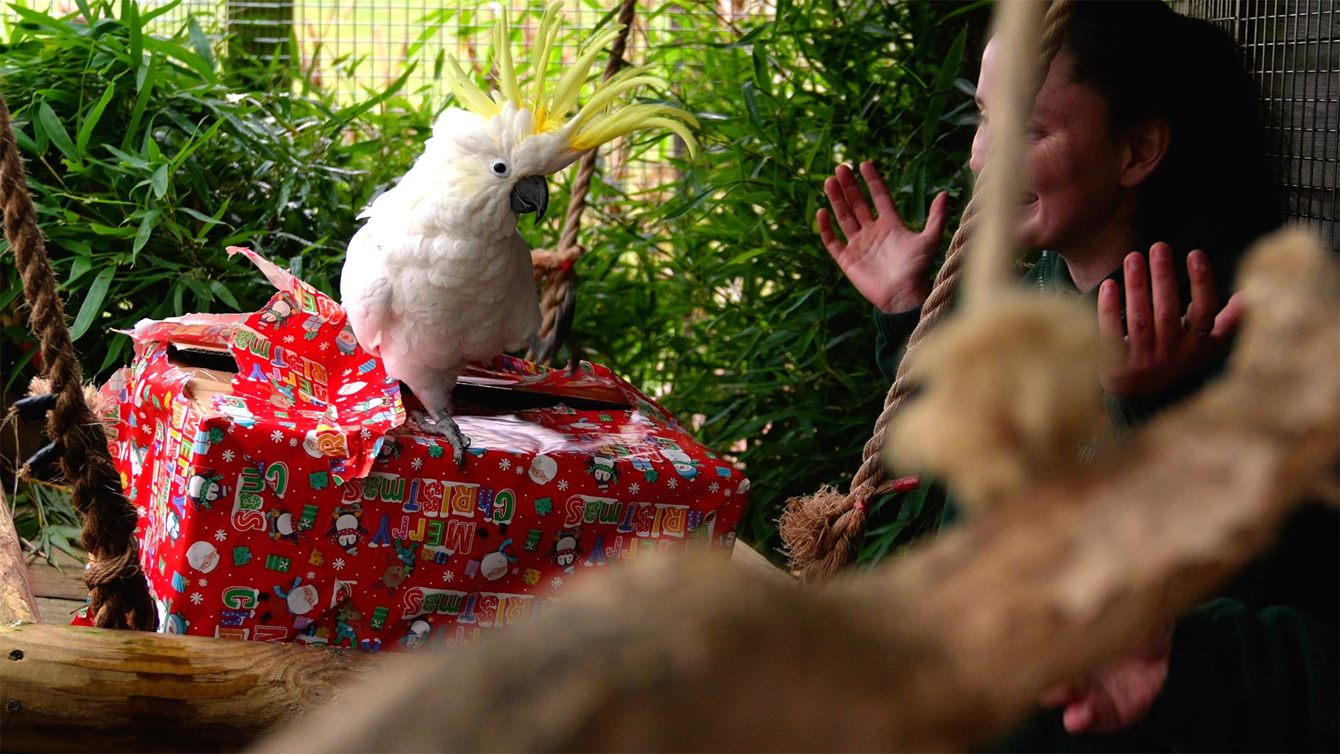 Pepe and Meg with Christmas enrichment 