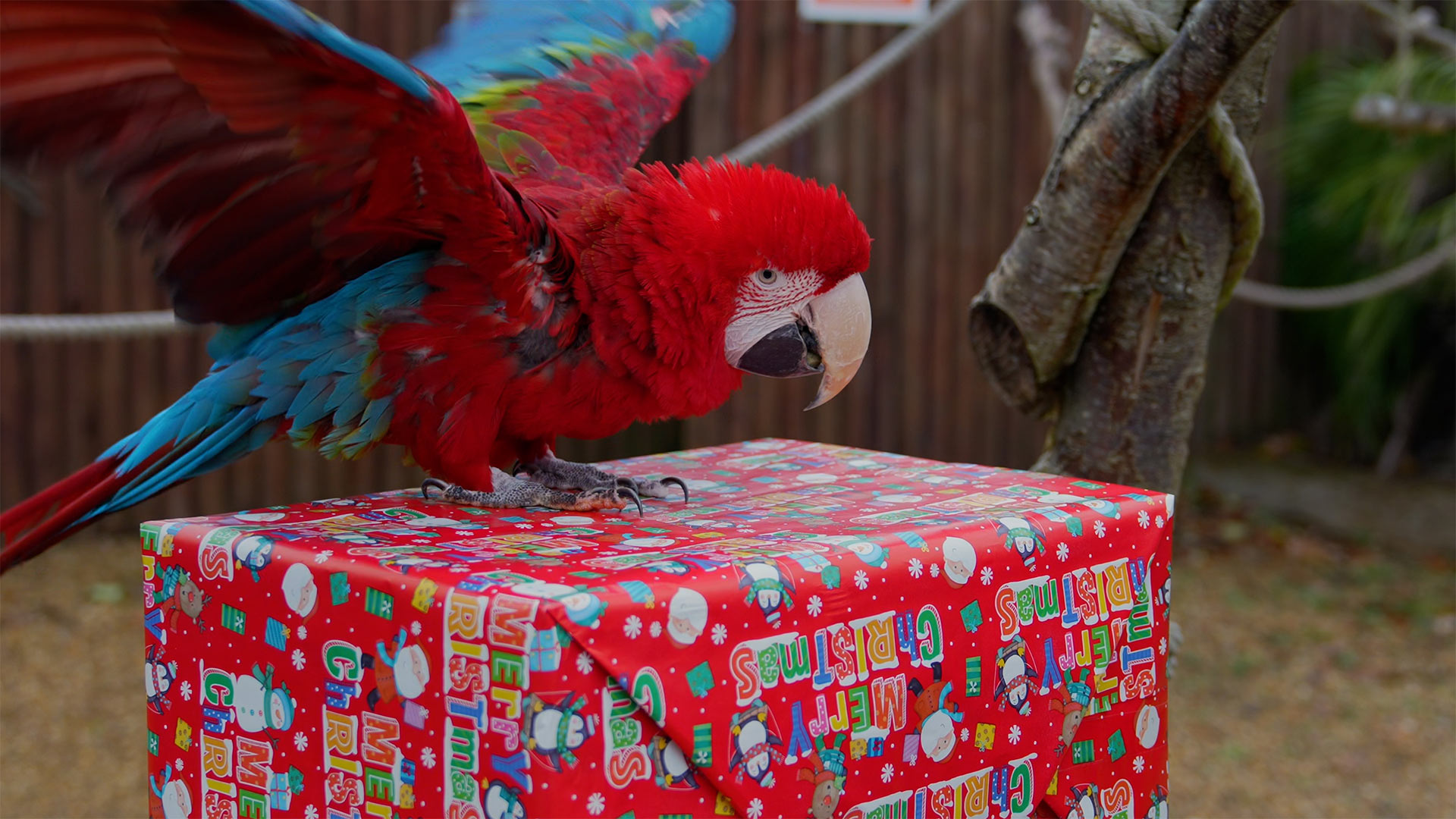 Wilma on top of christmas box