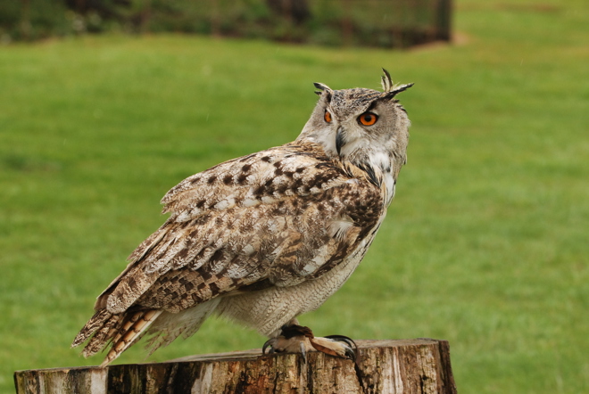 Turkmenian Owl stands on tree stump