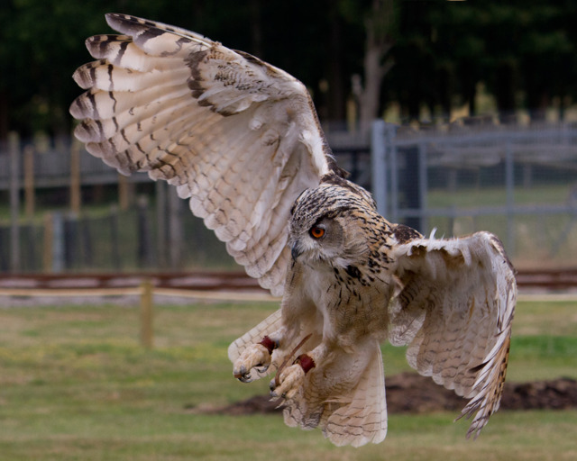 Turkmenian Eagle Owl flies through the air