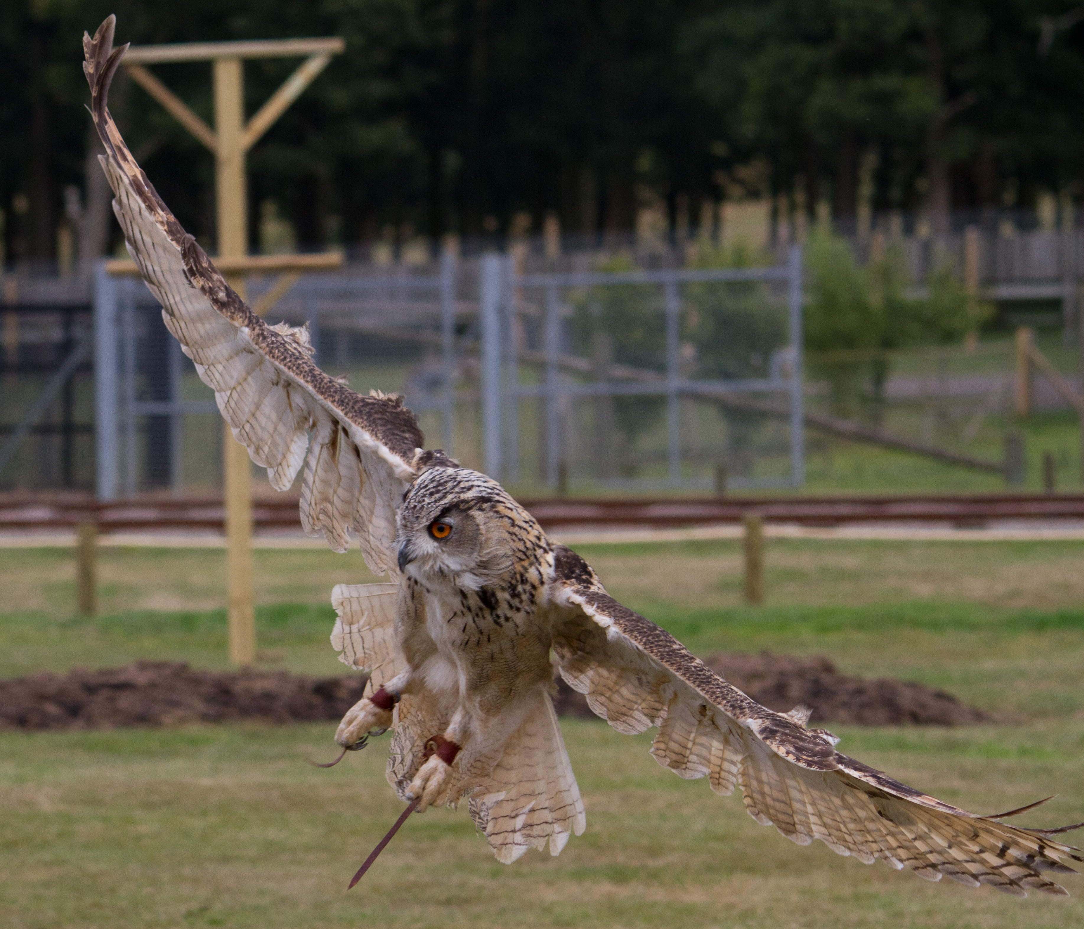 Turkmenian eagle owl | Woburn Safari Park