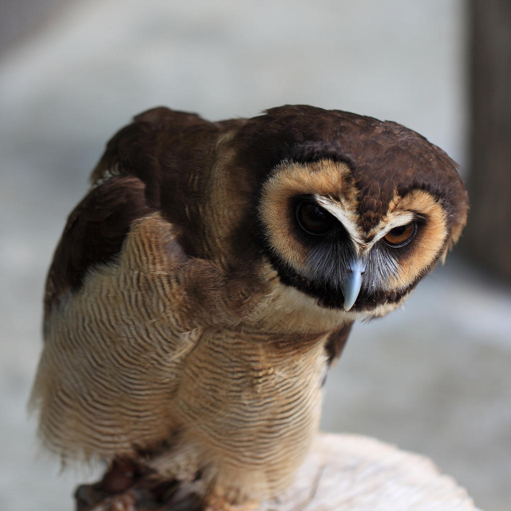 Asian Brown Owl close up 