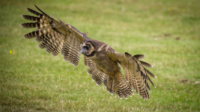 Image of wsp birds of prey aug 23 asian brown owl web 1920x1080