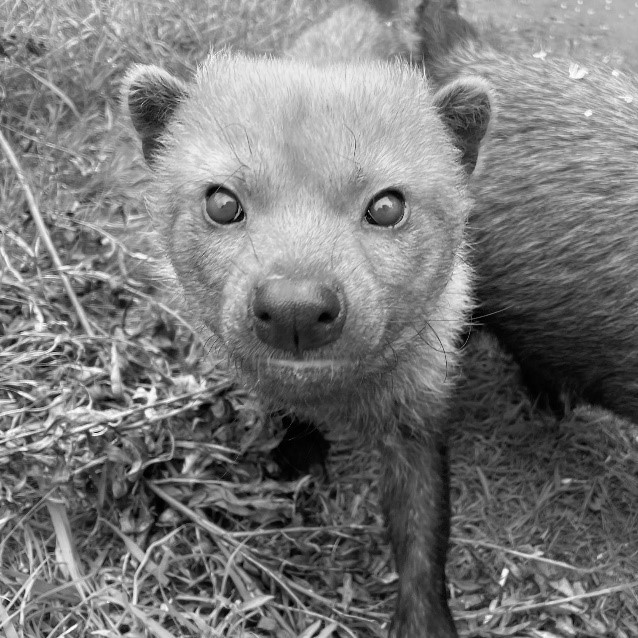 bush dog 1.jpg